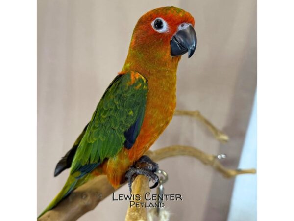 [#14062]  - Red Factor Sun Conure Birds for Sale
