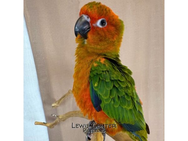 [#14061]  - Red Factor Sun Conure Birds for Sale