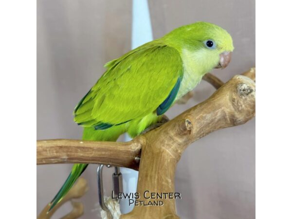 [#14060]  - Green Pallid Quaker Parrot Birds for Sale