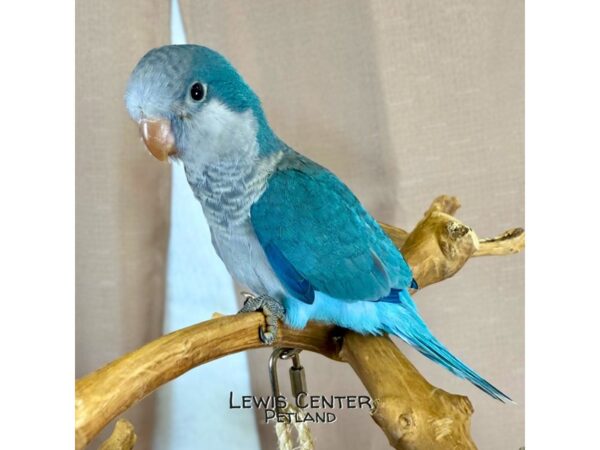 [#14057]  - Quaker Parrot Birds for Sale