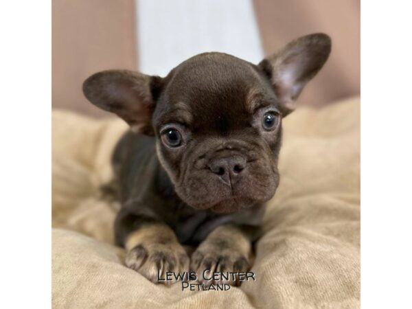 [#14075]  - Chocolate / Tan Male French Bulldog Puppies for Sale