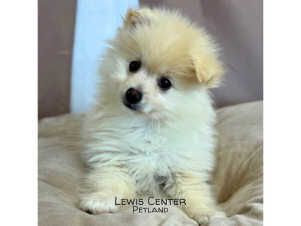 [#14086]  - White Male Pomeranian Puppies for Sale