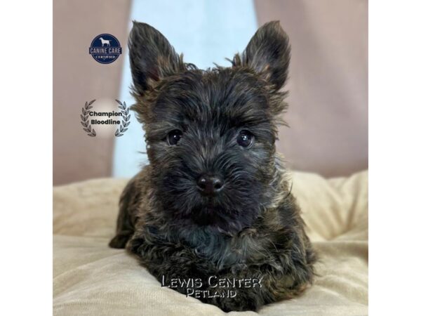 [#14092]  - Brindle Female Cairn Terrier Puppies for Sale