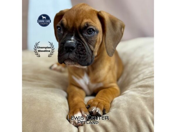 [#14089]  - Fawn Female Boxer Puppies for Sale