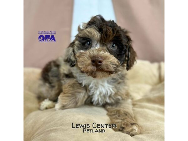 [#14095]  - Chocolate Merle Male Schnoodle Puppies for Sale