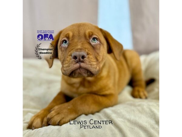 [#14103]  - Red / Brown Male Dogue De Bordeaux Puppies for Sale