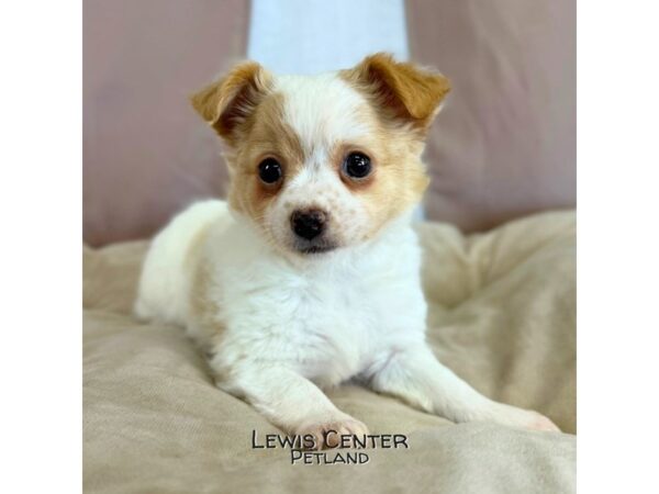 [#14110]  - Fawn / White Female Chihuahua Puppies for Sale