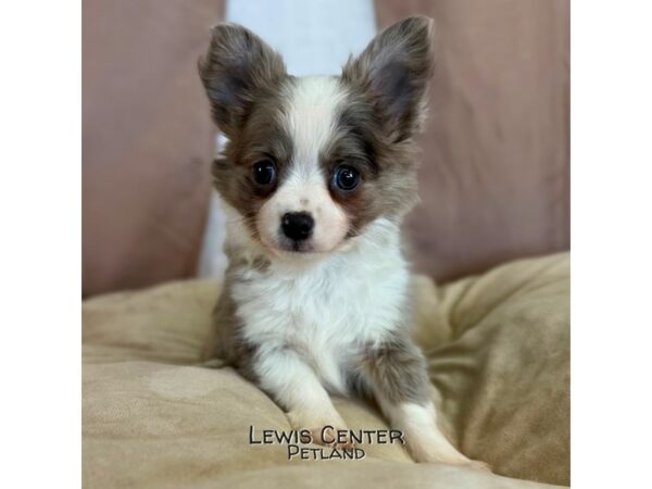 [#14111]  - Merle Female Chihuahua Puppies for Sale