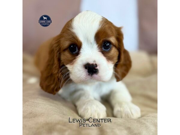 [#14115]  - Blenheim Female Cavalier King Charles Spaniel Puppies for Sale