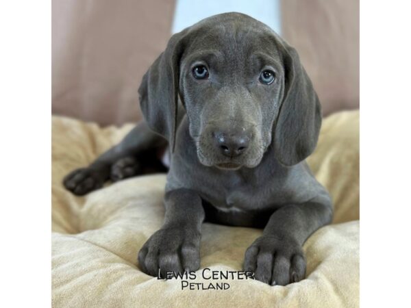[#14134]  - Blue Female Weimaraner Puppies for Sale
