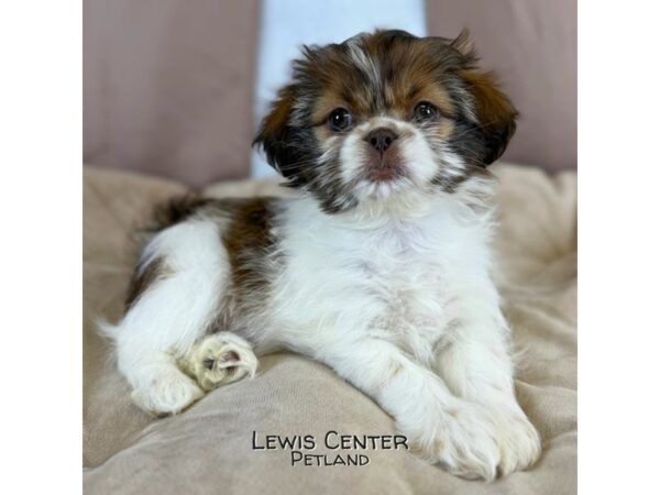 [#14137]  - Chocolate / White Female Shih Tzu Puppies for Sale