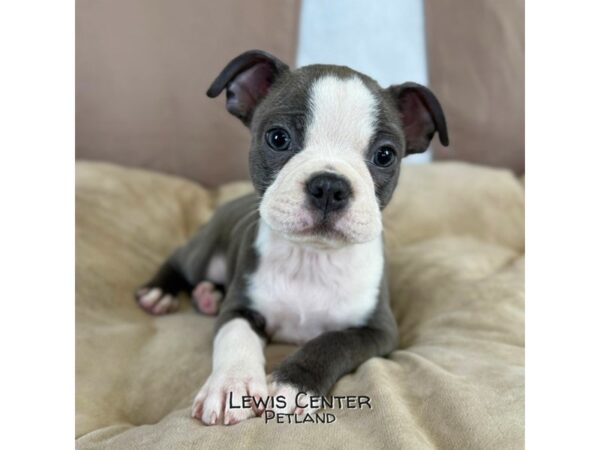 [#14141]  - Blue / White Male Boston Terrier Puppies for Sale