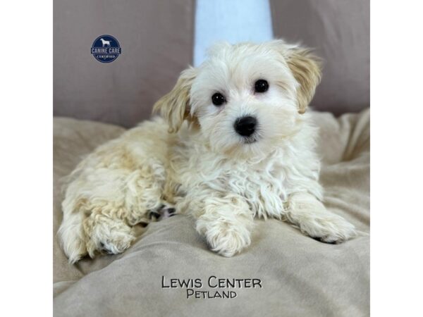 [#14143]  - Apricot Male Bichapoo Puppies for Sale