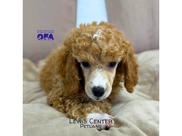 [#14136]  - Apricot / White Male Poodle Puppies for Sale