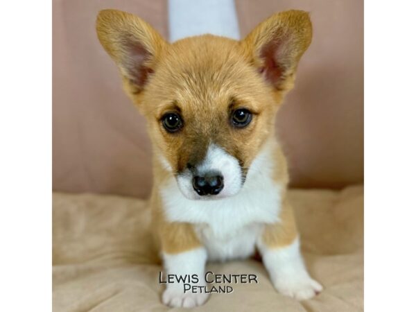 [#14156]  - Red / White Female Pembroke Welsh Corgi Puppies for Sale
