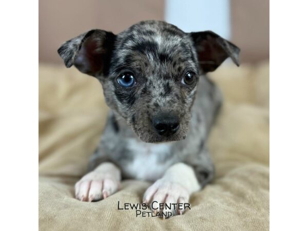 [#14155]  - Black / Tan Male Chihuahua Puppies for Sale