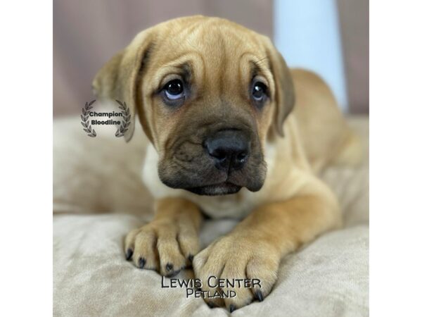 [#14150]  - Fawn Female Cane Corso Puppies for Sale