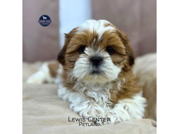 [#14161]  - Tri-Colored Female Shih Tzu Puppies for Sale