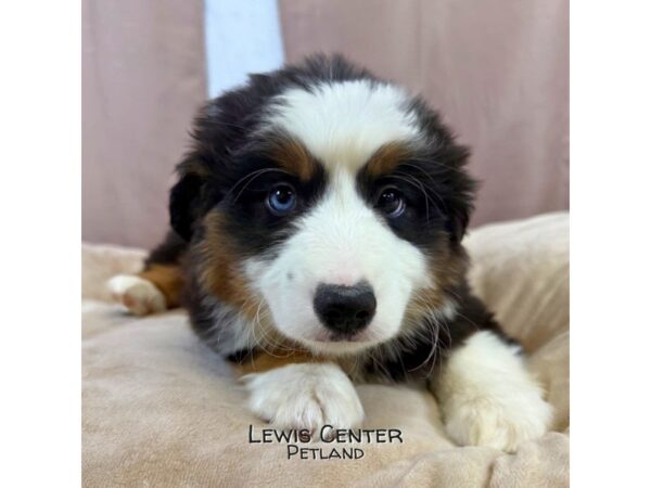[#14160]  - Black White / Tan Male Miniature American Shepherd Puppies for Sale
