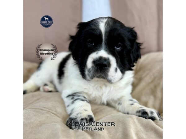 [#14146]  - Black / White Male Hippo Mini Puppies for Sale