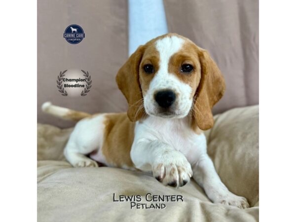 [#14144]  - Lemon / White Male Beagle Puppies for Sale