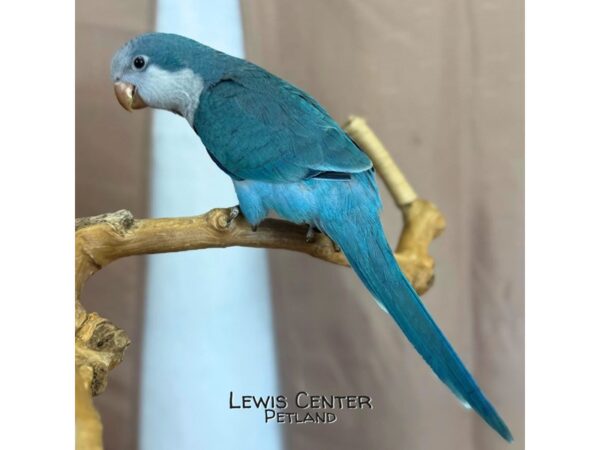 [#14123]  - Blue Quaker Parrot Birds for Sale