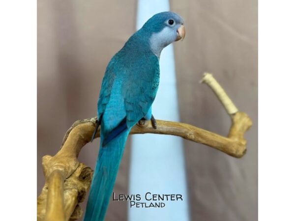 [#14122]  - Blue Quaker Parrot Birds for Sale