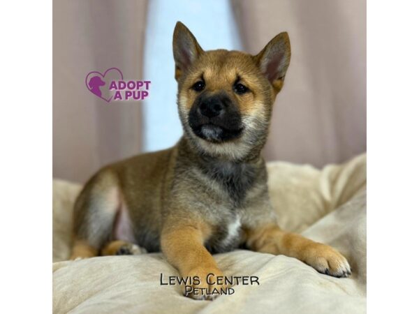 [#14051] Bucky - Red Sesame Male Shiba Inu Puppies for Sale