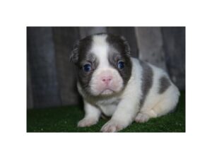 [#14175]  - Lilac / White Male French Bulldog Puppies for Sale