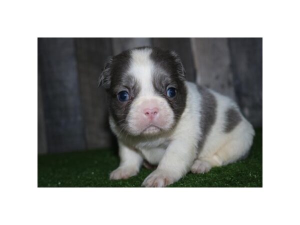 [#14175]  - Lilac / White Male French Bulldog Puppies for Sale