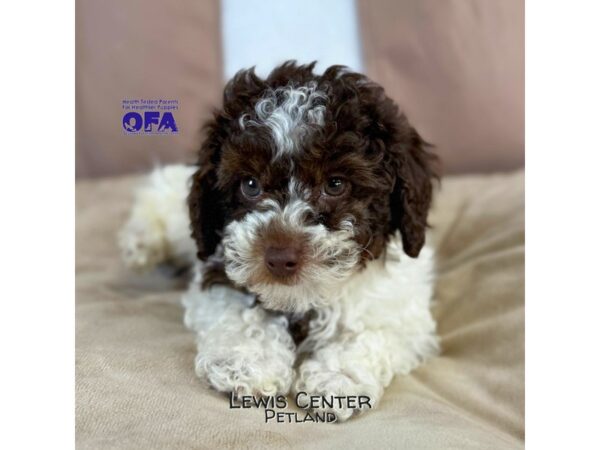 [#14167]  - Chocolate / White Male Poodle Puppies for Sale