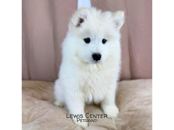 [#14166]  - White Female Samoyed Puppies for Sale