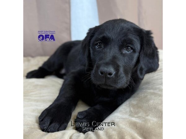 [#14164]  - Black Female Labrador Retriever Puppies for Sale