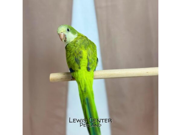 [#14125]  - Green Quaker Parrot Birds for Sale
