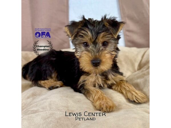 [#14168]  - Black / Tan Male Yorkshire Terrier Puppies for Sale