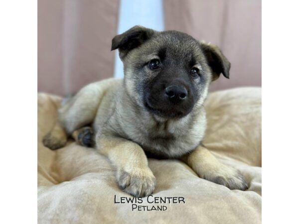 [#14171]  - Gray Female Norwegian Elkhound Puppies for Sale