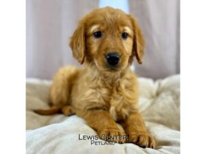 [#14170]  - Red Female Golden Retriever Puppies for Sale
