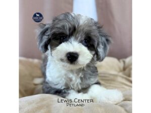 [#14172]  - Blue merle & White Male Chipoo Puppies for Sale