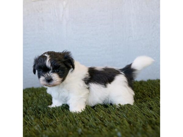 [#14177]  - Black / White Female Teddy Bear Puppies for Sale