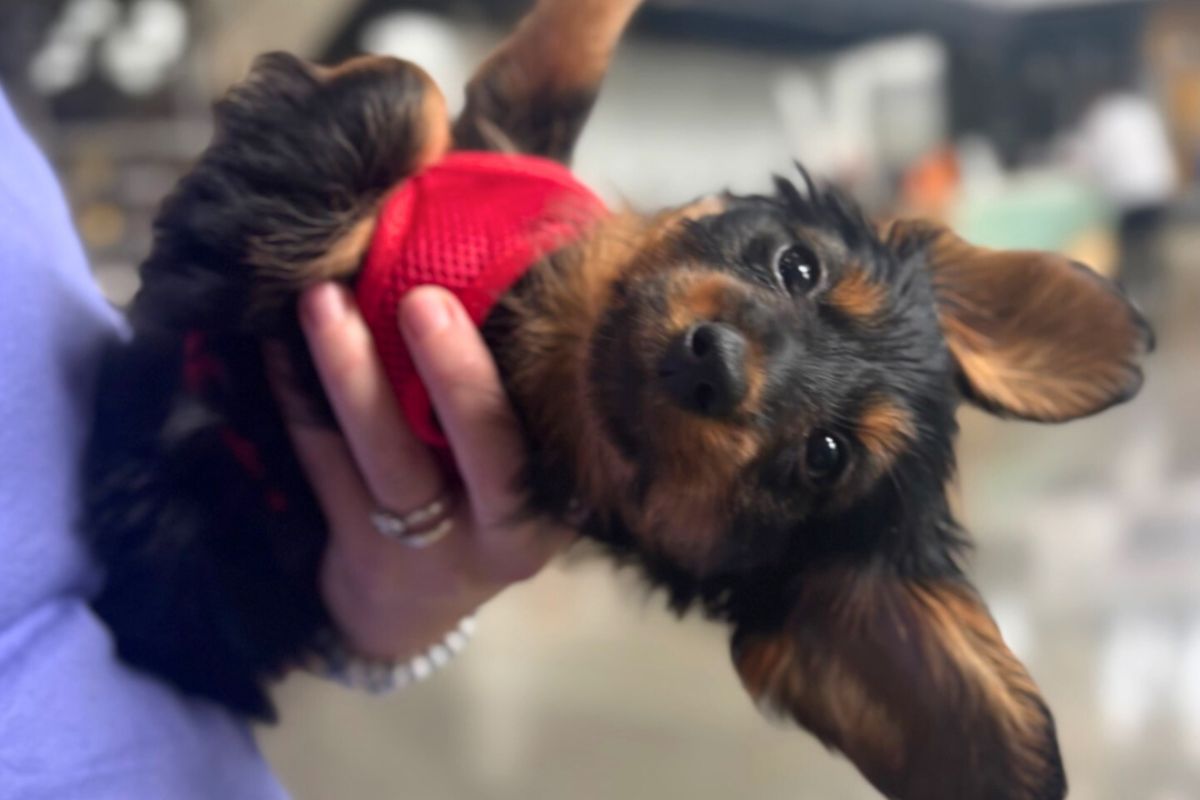 Puppy Pop-Ups Surprise LA Fitness Members In Lewis Center