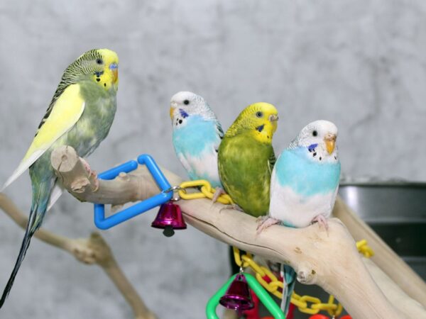 [#9663]  - Assorted Fancy and Hand Tamed Parakeets Birds for Sale