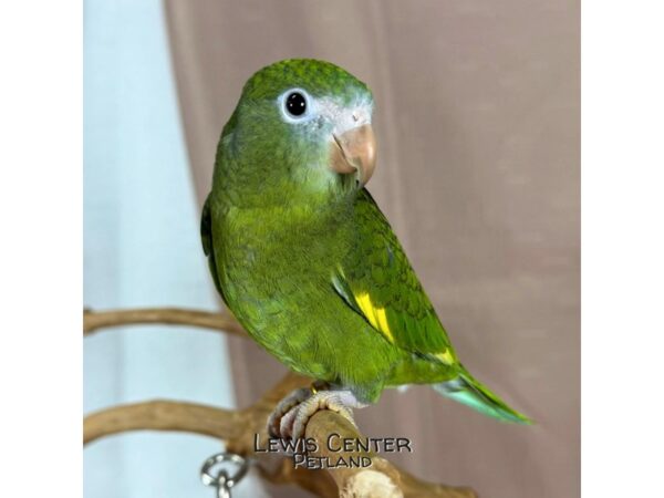 [#13899]  - Canary Winged Bee Bee Parakeet Birds for Sale