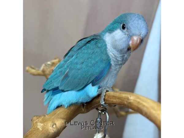 [#14056]  - Blue Quaker Parrot Birds for Sale