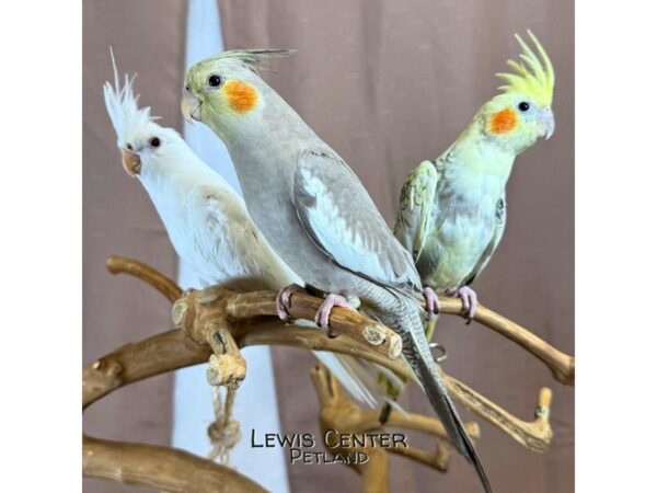 [#9664]  - Cockatiel Birds for Sale