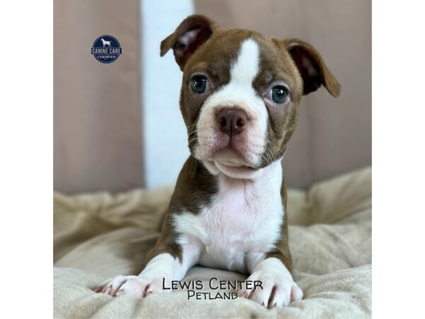 [#14256]  - Brown / White Female Boston Terrier Puppies for Sale