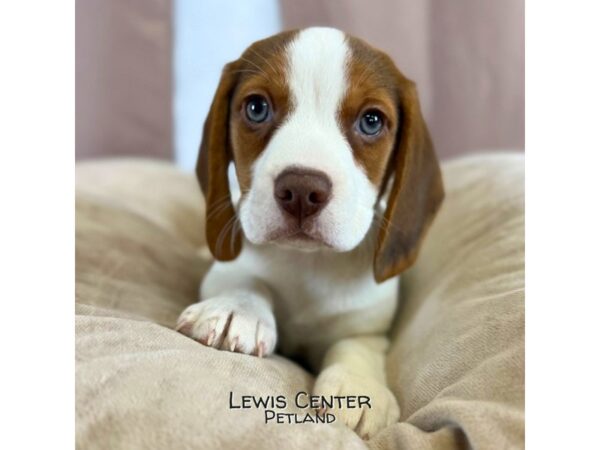 [#14311]  - Chocolate / White Male Beagle Puppies for Sale