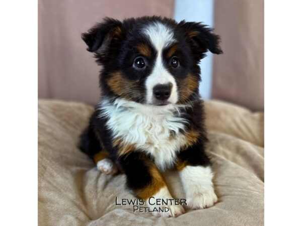 [#14322]  - Black Female Miniature American Shepherd Puppies for Sale