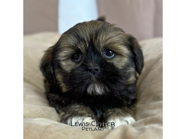 [#14335]  - Brown / White Female Lhasa Apso Puppies for Sale