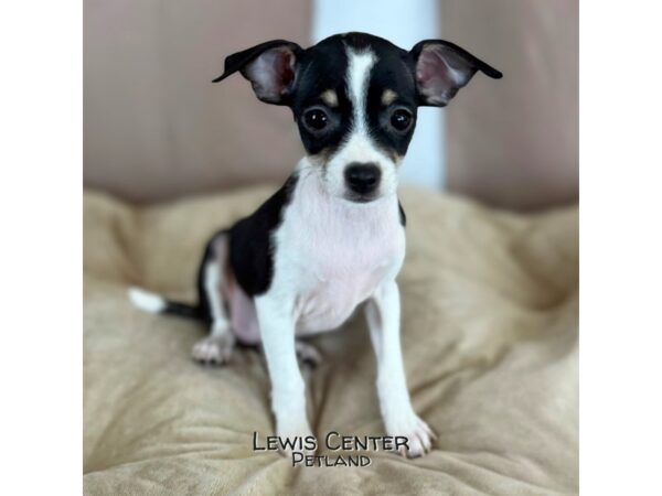 [#14347]  - Black / White Female Chihuahua Puppies for Sale