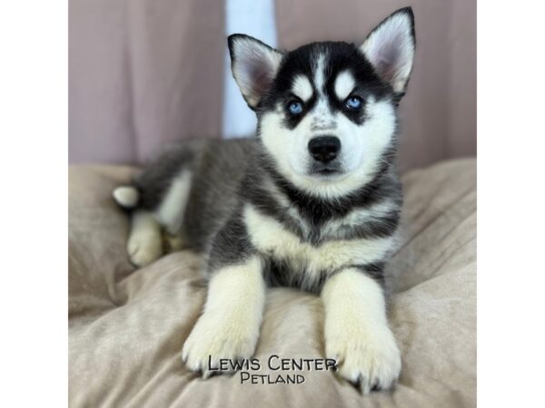 [#14339]  - Black / White Female Siberian Husky Puppies for Sale